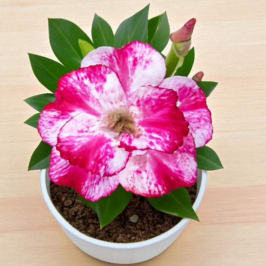 Adenium R138