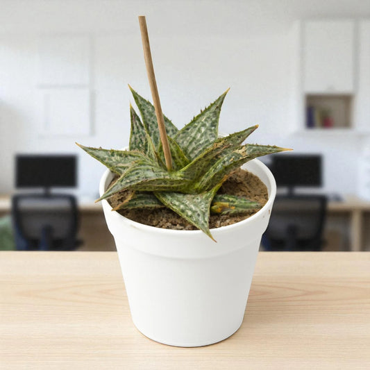 Green Strip Aloe (Bare Rooted)