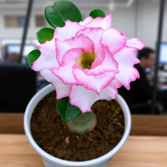 Adenium R140