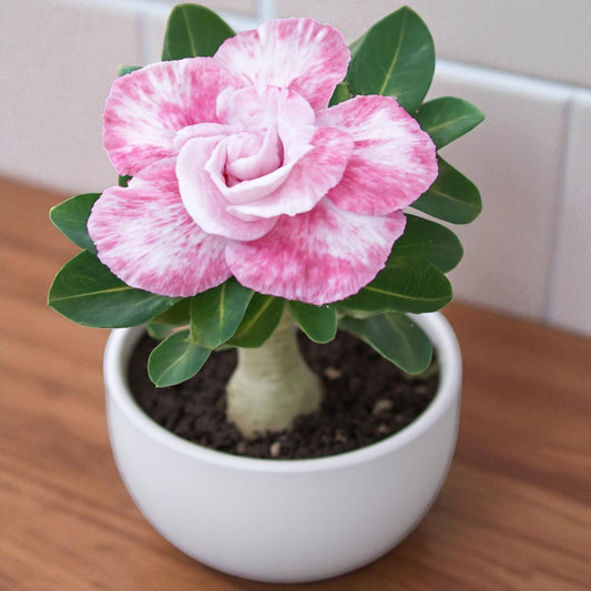 Adenium R139