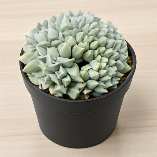 Echeveria  brain crest
