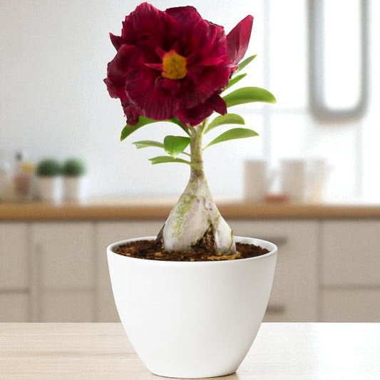 Adenium R141