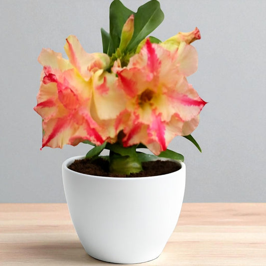 Adenium R142