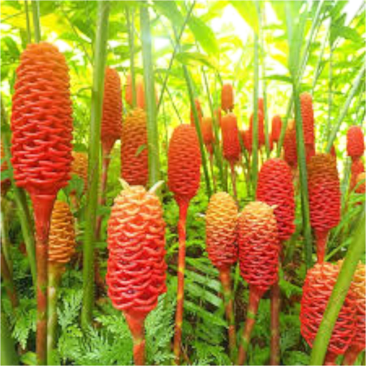 Shampoo Ginger Bulb