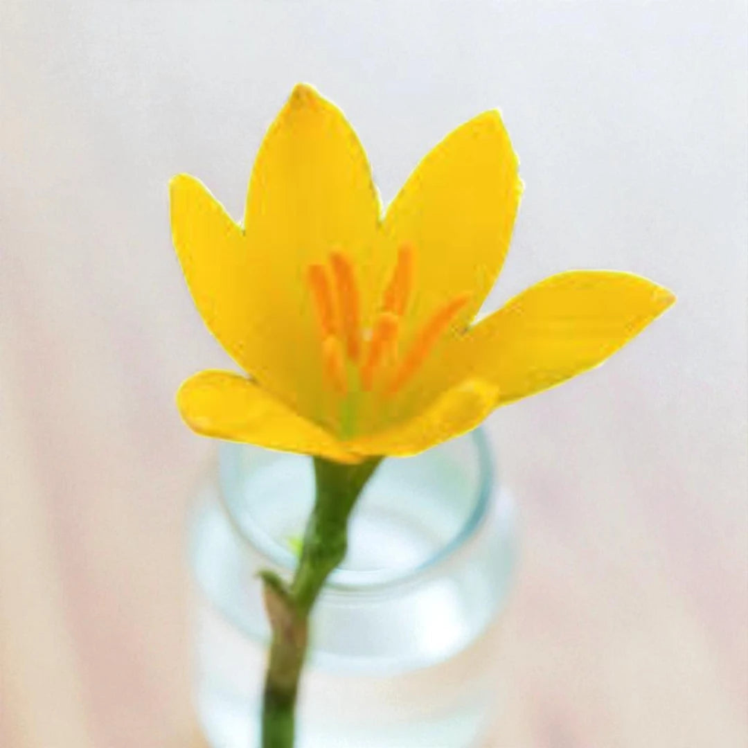 Yellow Rain Lily Bulb