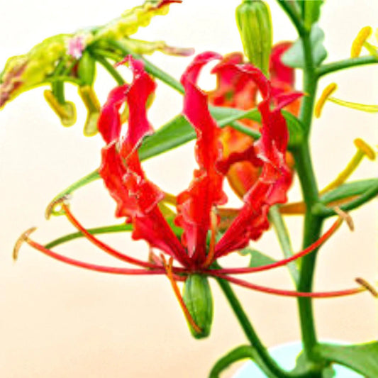 Glorisha Lily Bulb