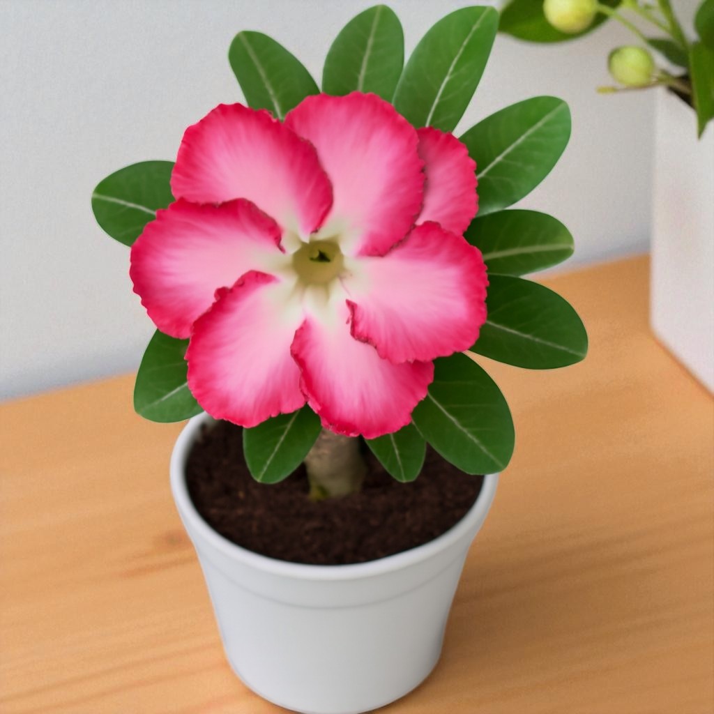 Adenium R147