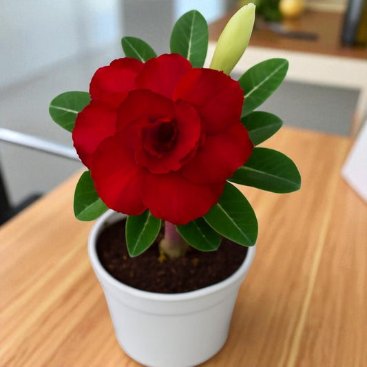 Adenium R146