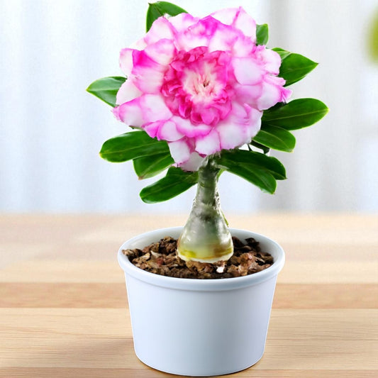 Adenium R148