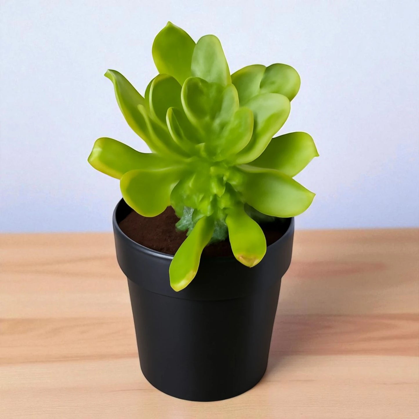 Green aeonium arboreum
