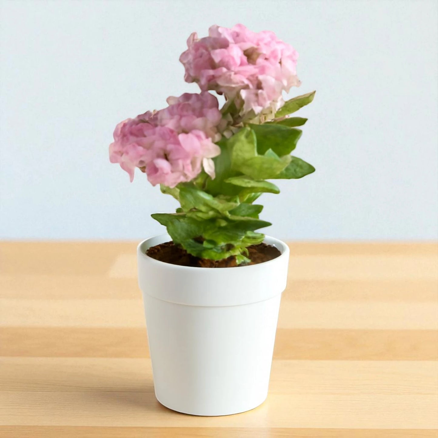Kalanchoe blossfeldiana 'Calandiva Pink' ( Bare Rooted )