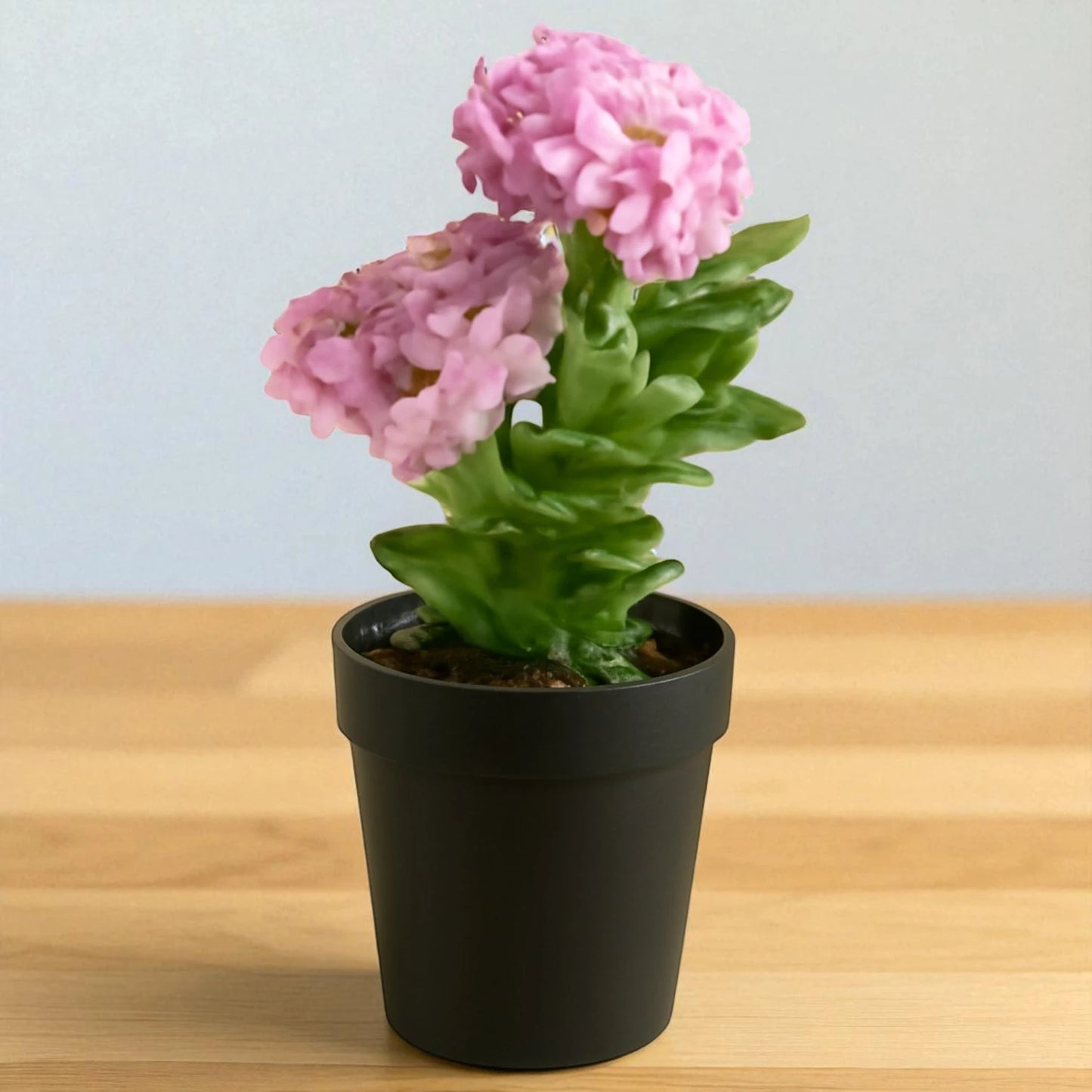 Kalanchoe blossfeldiana 'Calandiva Pink' ( Bare Rooted )