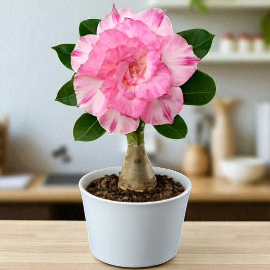 Adenium R151