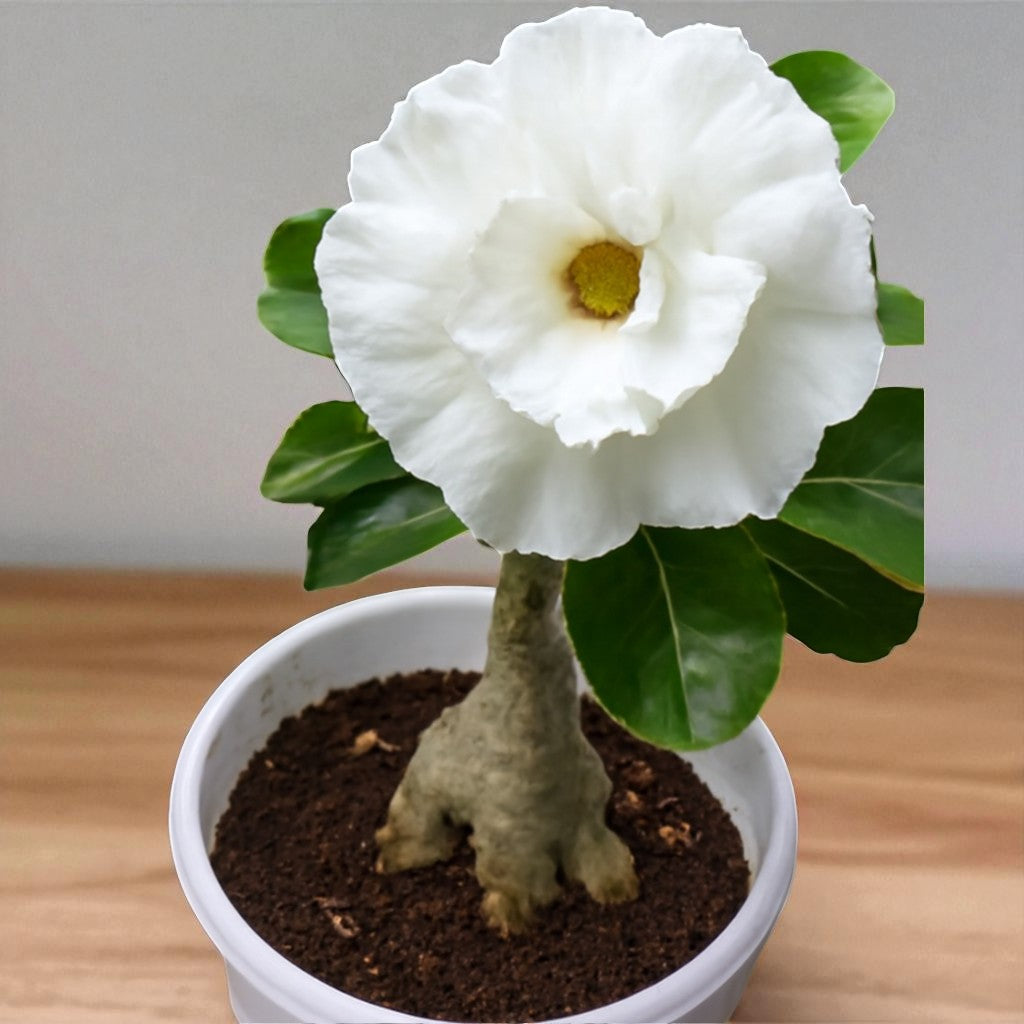 Adenium R152