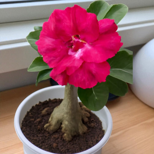 Adenium R154