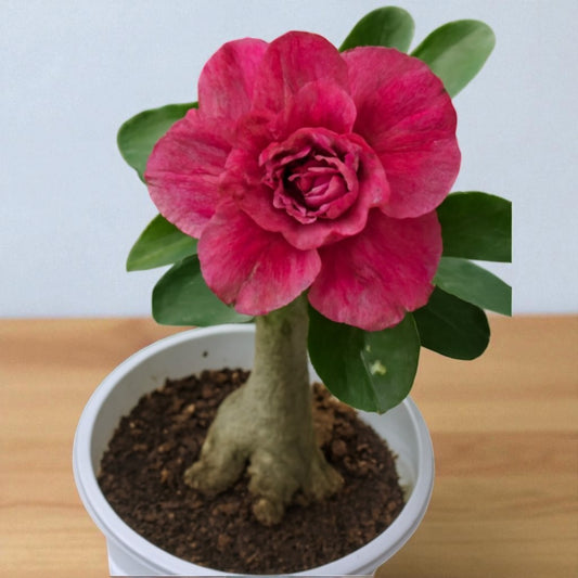 Adenium R155