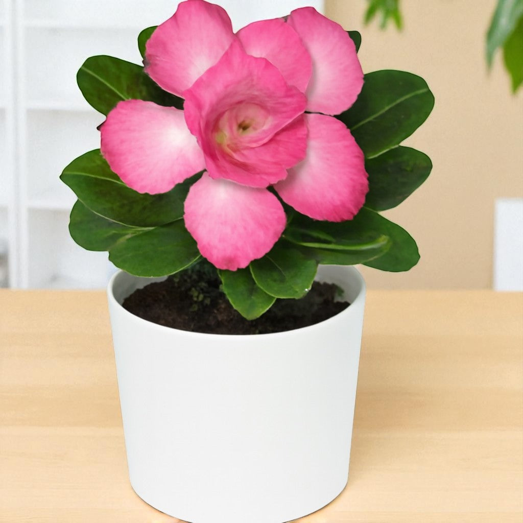Adenium R156