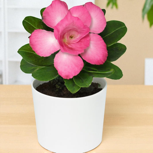 Adenium R156