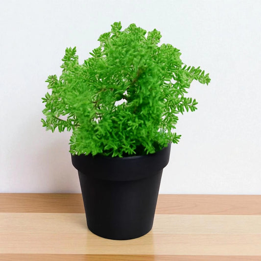 Sedum Lineare (Bare Rooted)