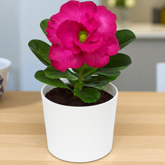 Adenium R158