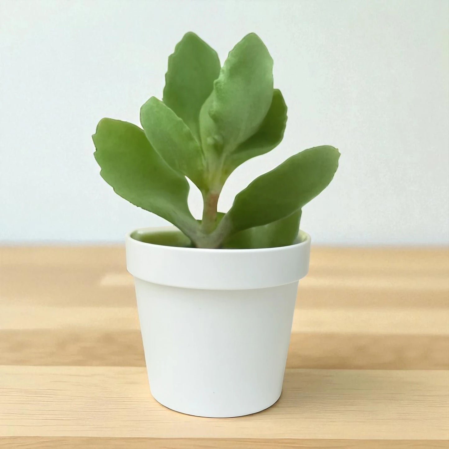 Kalanchoe Milioti (Bare Rooted)