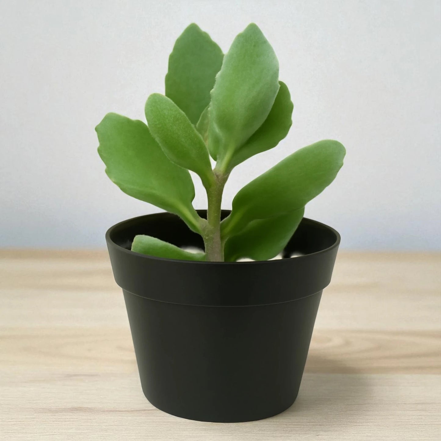 Kalanchoe Milioti (Bare Rooted)