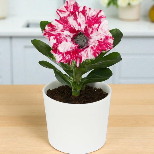 Adenium R160