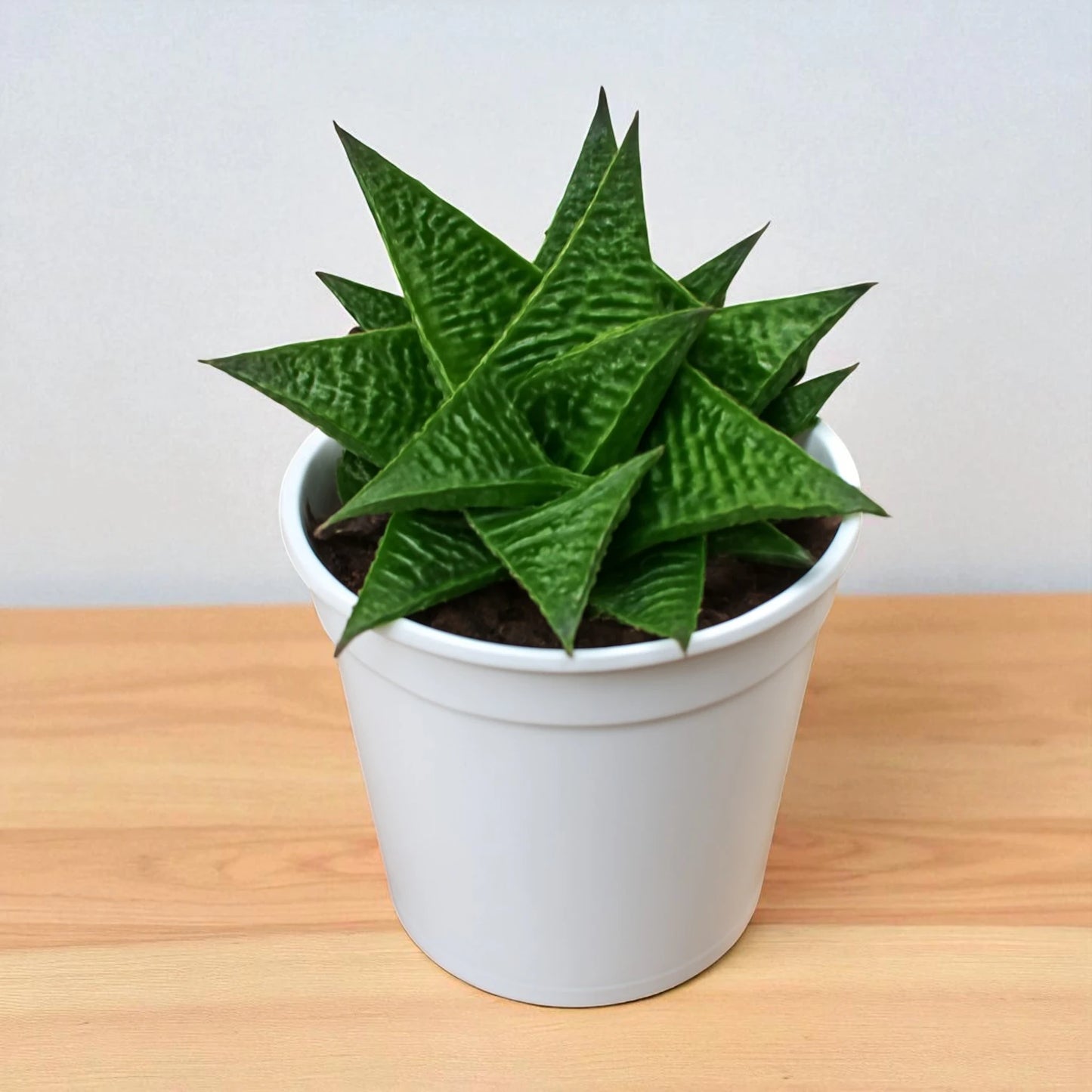 HAWORTHIA LIMIFOLIA (BARE ROOTED)