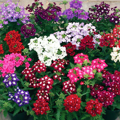 VERBENA MIX HYBRID SEEDS (40 seeds) plant-orbit