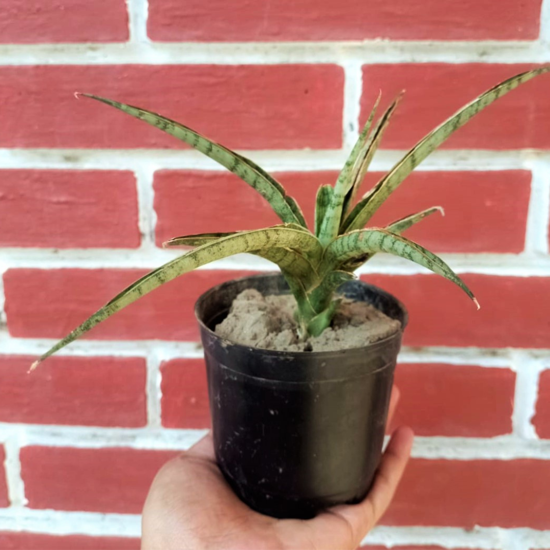 Sansevieria bacularis ‘Mikado’ – Fernwood Snake (Bare Rooted)