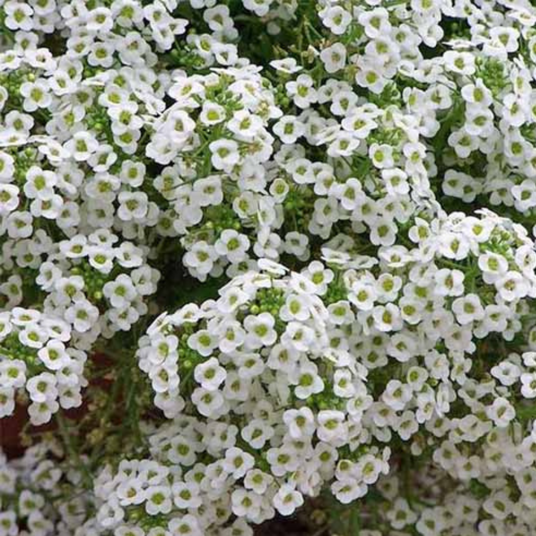 ALYSSUM WHITE OPEN POLLINATED SEEDS (70-80 seeds) plant-orbit