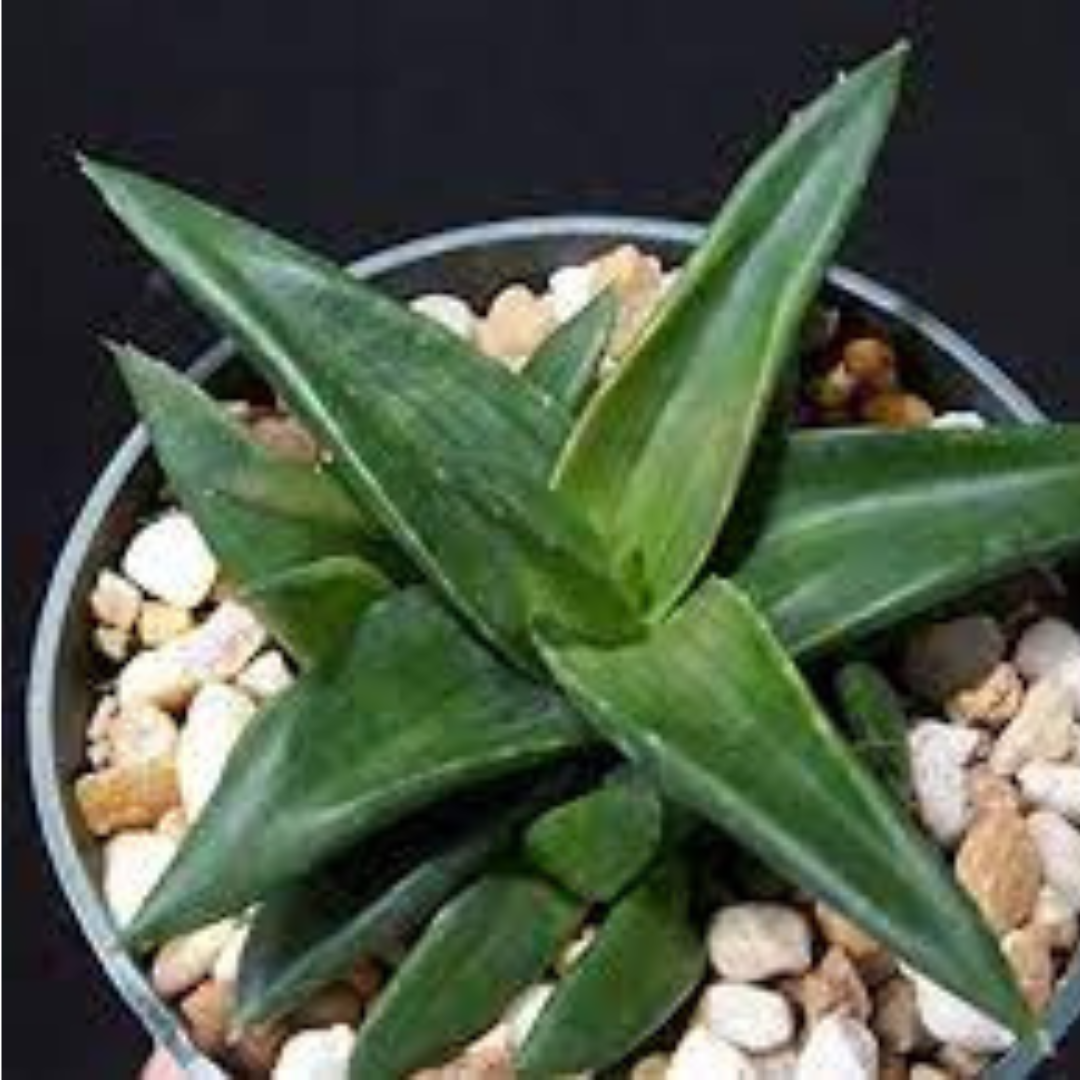 Close-up of Aloe Wansley Green's spiky leaves, a hardy succulent plant that thrives indoors.