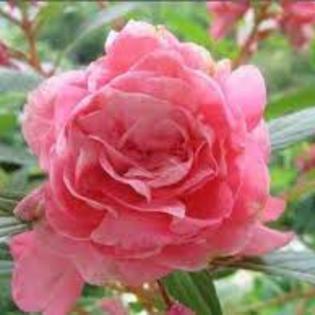 BALSAMINE ROSE HYBRID SEEDS (20-25 seeds) plant-orbit