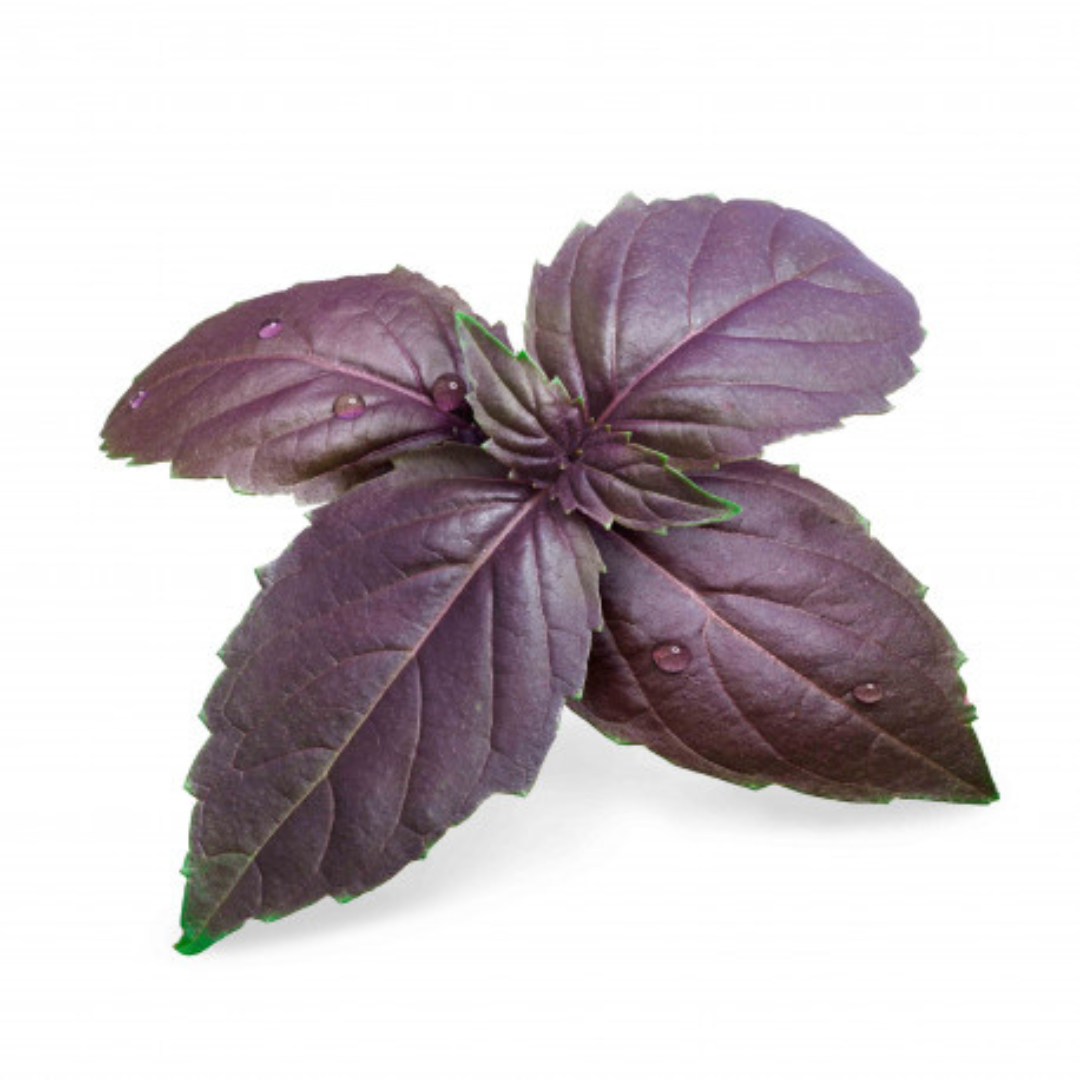 BASIL – PURPLE HYBRID SEEDS (40-50 seeds) plant-orbit