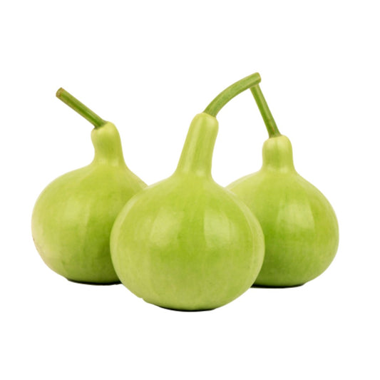 BOTTLE GOURD- LOUKI (ROUND) HYBRID SEEDS (15 seeds) plant-orbit