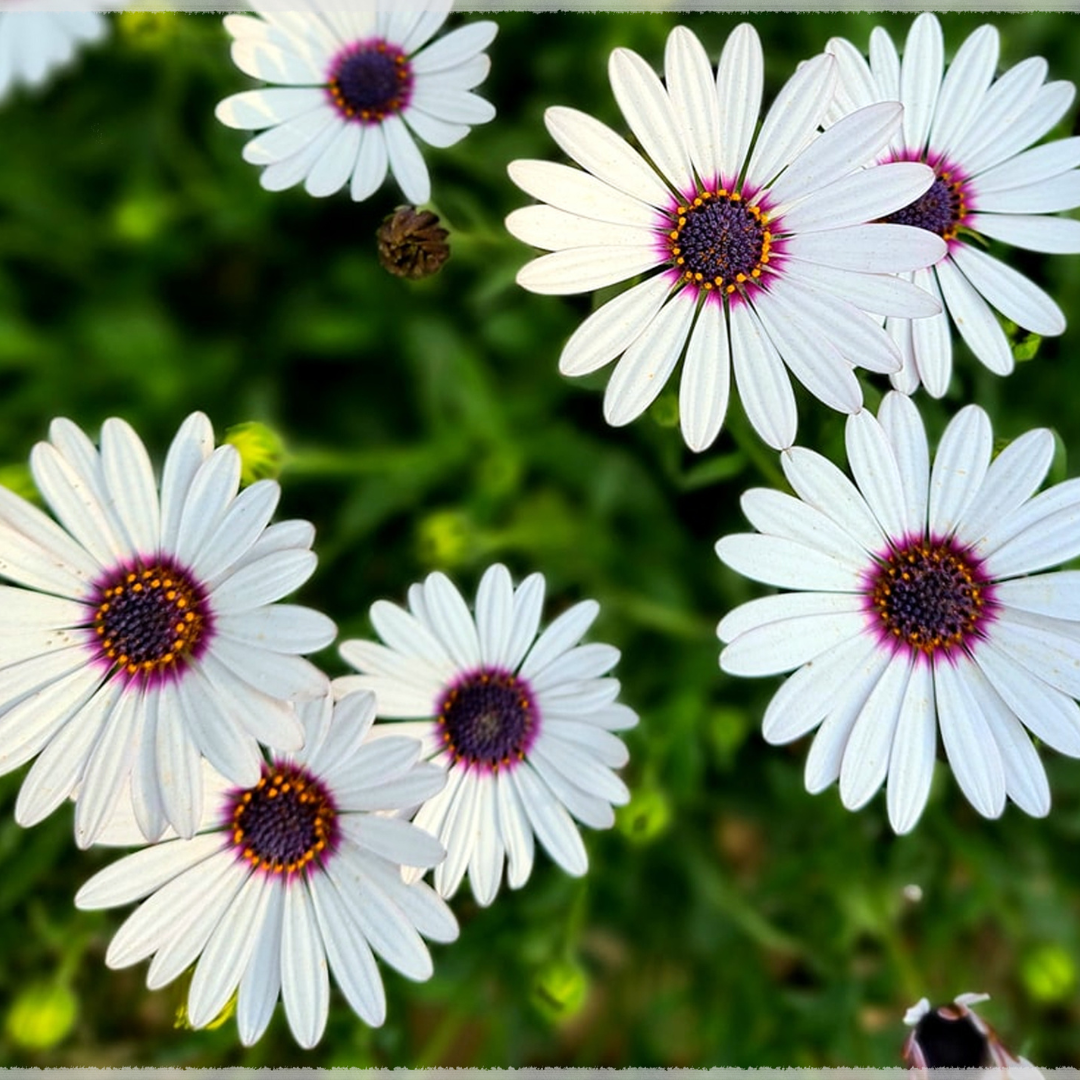 DIMORPHOTHECA WHITE OPEN POLLINATED SEEDS (25-30 seeds) plant-orbit