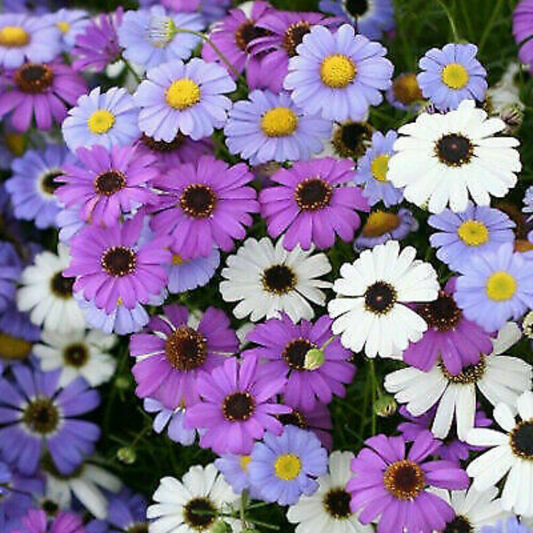 BRANCHYSCOME MIXED OPEN POLLINATED SEEDS (100 seeds) plant-orbit