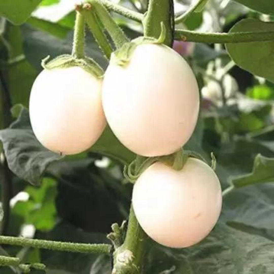 BRINJAL WHITE ROUND HYBRID SEEDS (40 seeds) plant-orbit