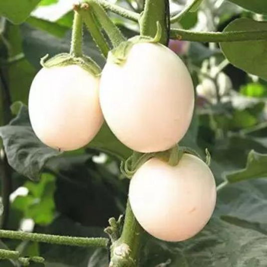 BRINJAL WHITE ROUND HYBRID SEEDS (40 seeds) plant-orbit