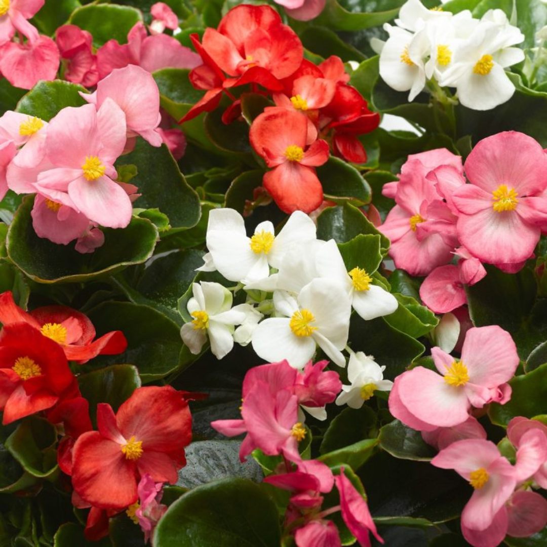 Begonia mix hybrid (85-100) seeds plant-orbit