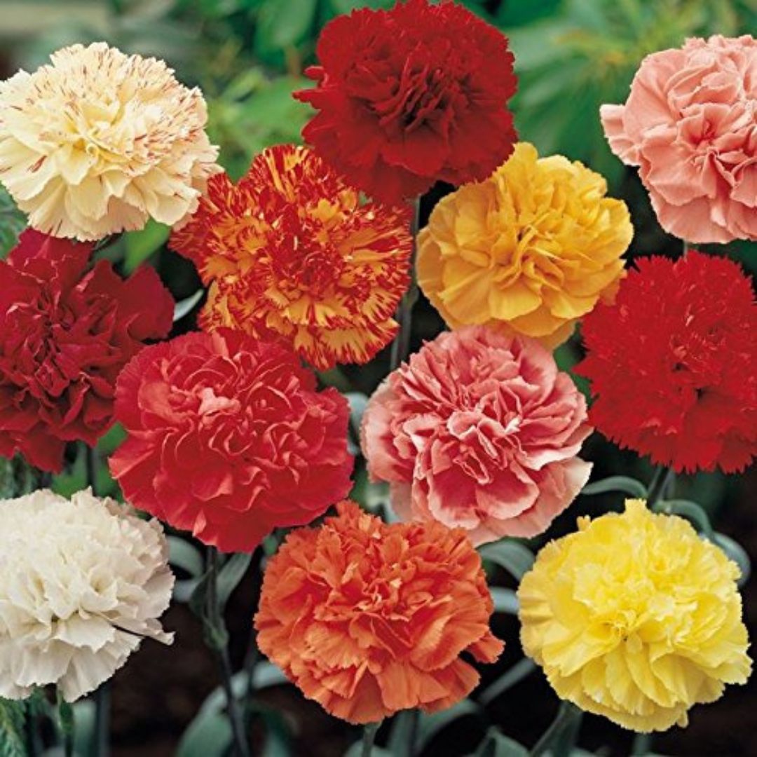 CARNATION GLANT MIXED HYBRID SEEDS (40 seeds) plant-orbit