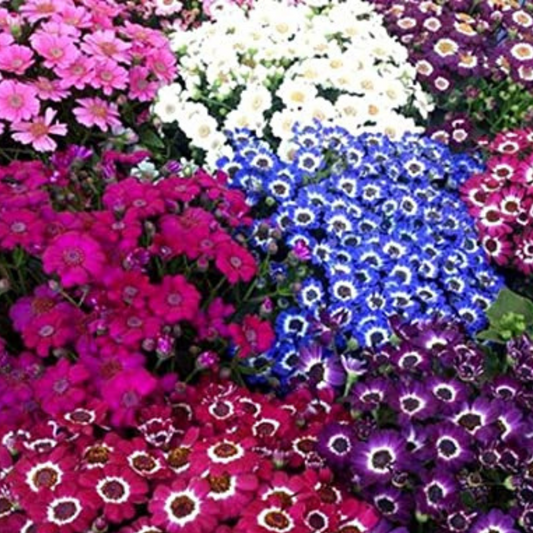 CINERARIA MIXED HYBRID SEEDS (70-80 seeds) plant-orbit