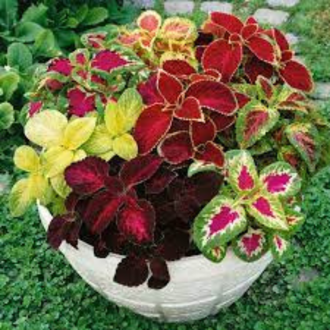 COLEUS MIX HYBRID SEEDS (30 seeds) plant-orbit