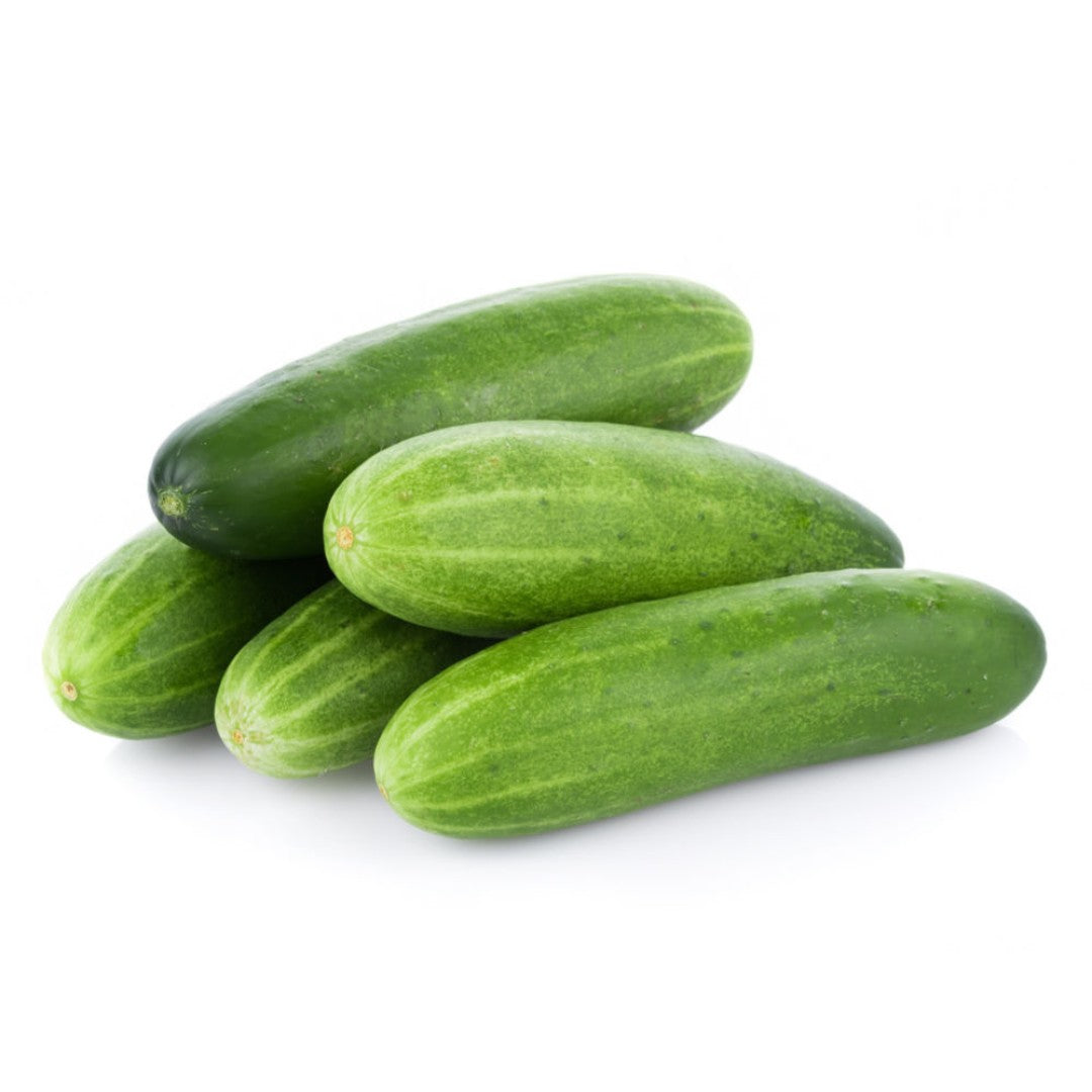 CUCUMBER HYBRID SEEDS (40 seeds) plant-orbit