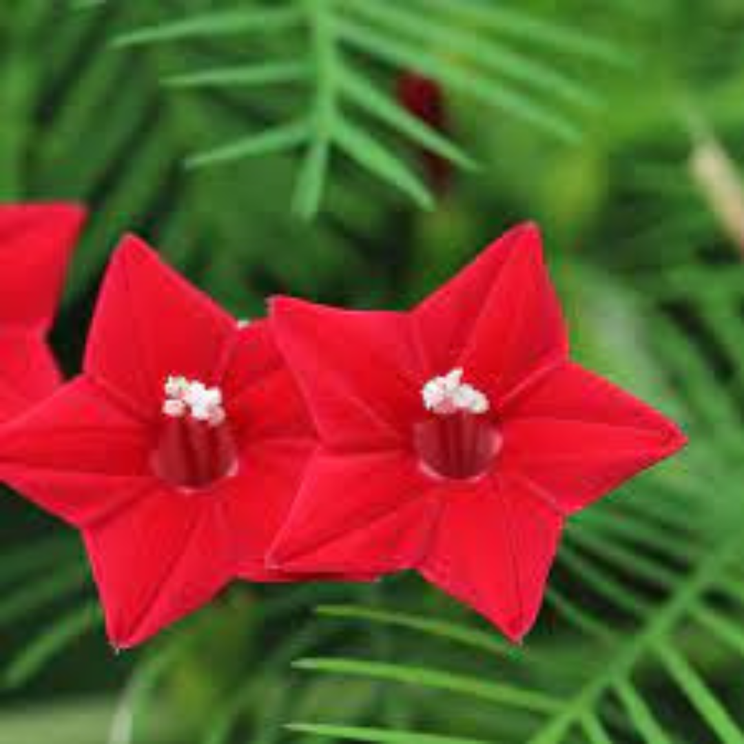 CYPRESS VINE HYBRID SEEDS (20 seeds) plant-orbit