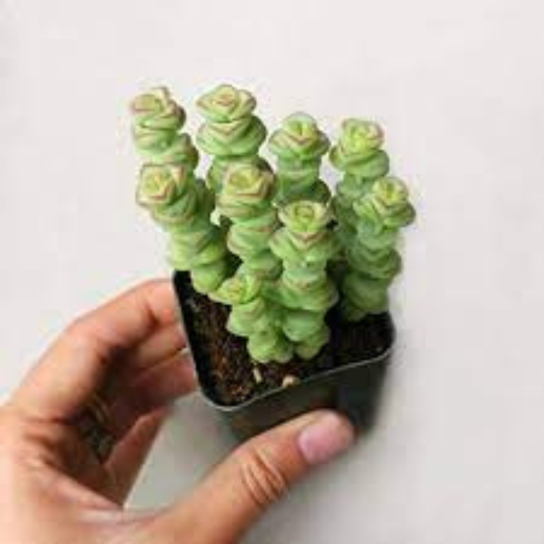 Close-up of Crassula Baby Necklace succulent plant with layered, bead-like leaves