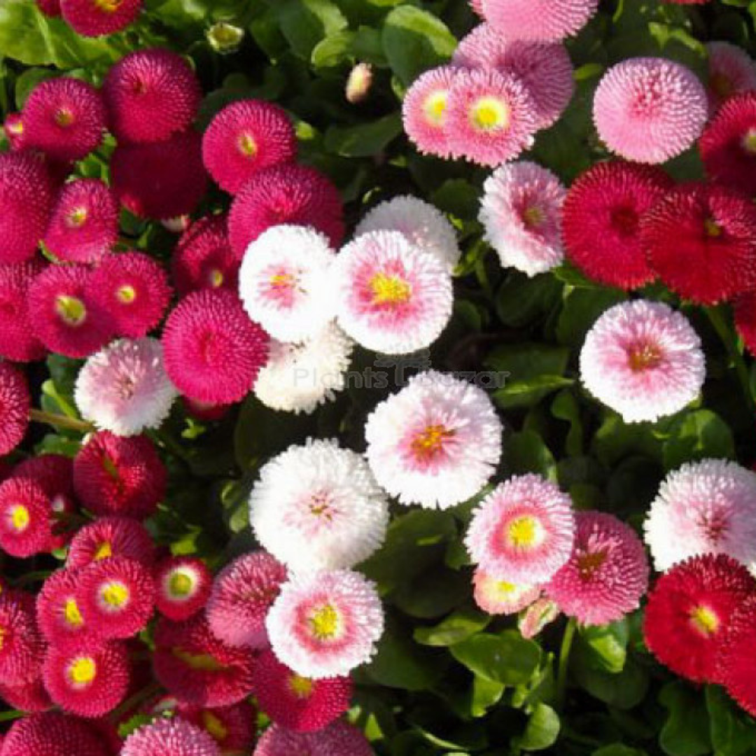 DAISY MIXED HYBRID SEEDS (100 seeds) plant-orbit