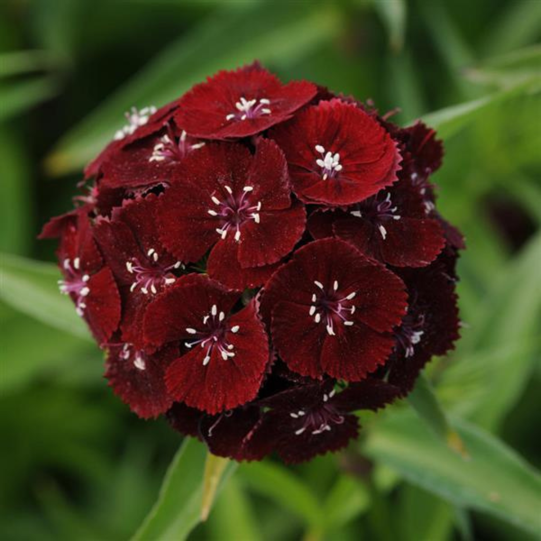 Dianthus black cherry hybrid Seeds (30-40 seeds) plant-orbit