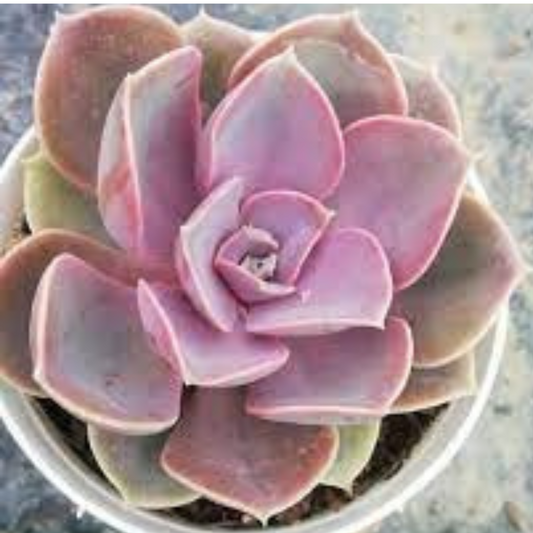 Top view of Echeveria Neon Breakers succulent in a white pot, showcasing vibrant pink and lavender leaves arranged in a beautiful rosette shape, from Plant Orbit.