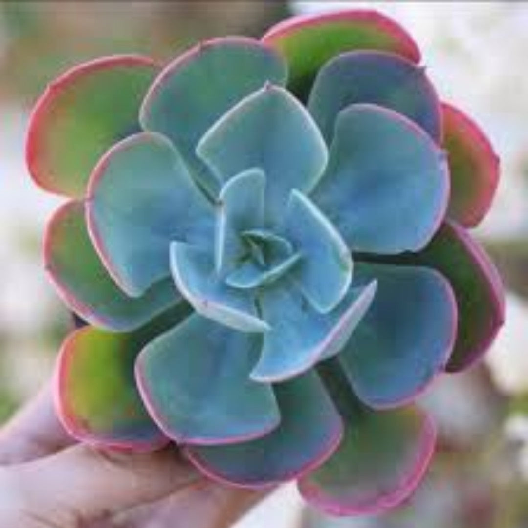 Close-up of Echeveria Perle von Nurnberg succulent with vibrant blue and pink leaves, held in hand, showcasing its beautiful rosette form, offered by Plant Orbit.